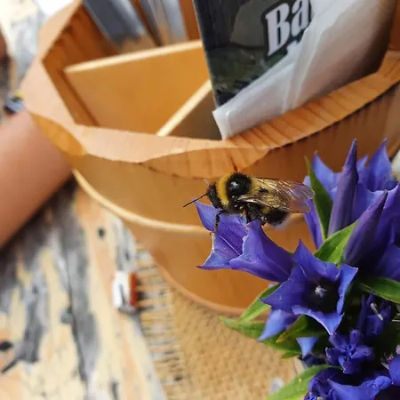 Haus Carolus Apartment *